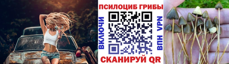 цена   Осинники  Псилоцибиновые грибы мицелий 